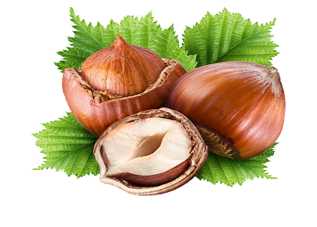 HAZELNUTS